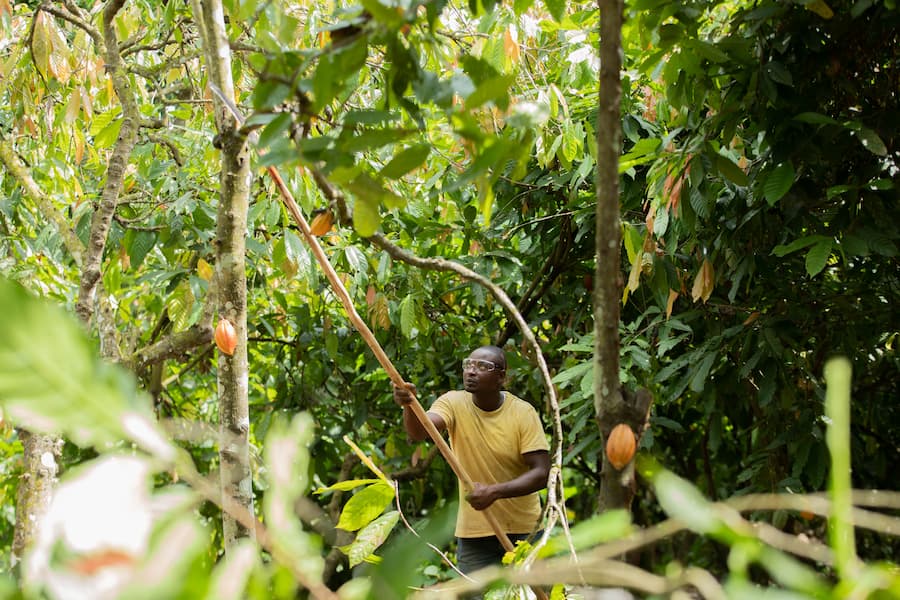 Harvesting Cocoa
