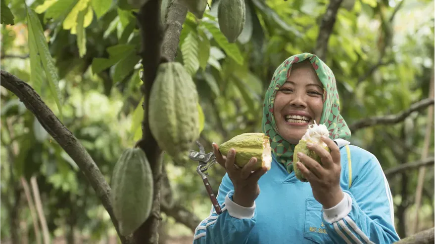Nestle cocoa plan